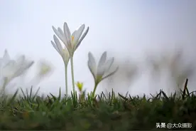 破冰绽放顶冰花美图  原来野百合也有春天图片