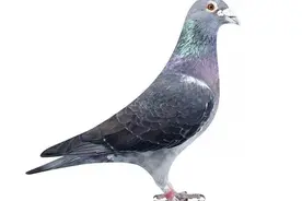 终于等到你，江苏千公里赛鸽归来图片