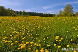 聪明大度，从不跟人斤斤计较的3星座，越聪明，越明白事理图片