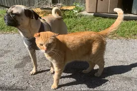 折耳猫走丢3个月，却跟巴哥犬结伴流浪，主人心灰意冷又养了只猫图片