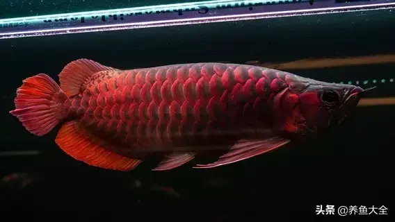 龙鱼鳞片发白纹路