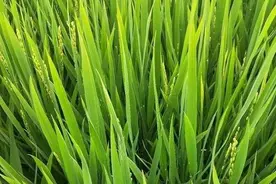 稻穗短小，发现“小穗头”就睌期，防治关键是做好种子处理图片