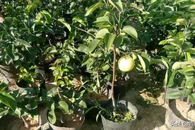 梨树嫁接苗成活的主要影响因素与成活率提高措施图片