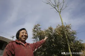 农村六旬大妈院子里栽种一棵梧桐树，真的能引来凤凰吗，听她咋说图片