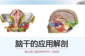 脑干的应用解剖「记得收藏」图片