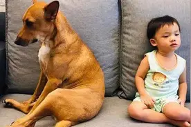 儿子向狗狗讨要"亲亲"，狗狗的下意识的反应亮了，宝妈哭笑不得图片