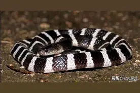 银环蛇，中国毒性第一的毒蛇，咬人从不警告，被咬后想睡觉？图片