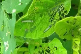 阿维菌素这样复配，对红蜘蛛、蚜虫、线虫特效！持效期40天图片