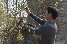 河南农村大叔用树上这种东西做蒸菜，看着像毛毛虫吃着却很香图片