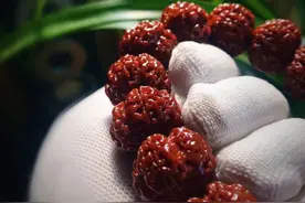 是个狼人！9年，他玩了20多条金刚，条条包浆玉化图片