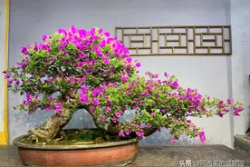 一棵「紫花三角梅」，原生老桩，游龙过桥，岭南枝法图片