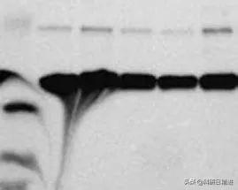 Western Blotting技术之电泳