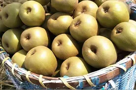 浙江龙泉市“红阳”猕猴桃设施栽培必要性与关键技术图片