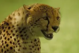 刚被小豺狼欺负，转眼又硬刚雄狮，这只猎豹妈妈堪称传奇图片