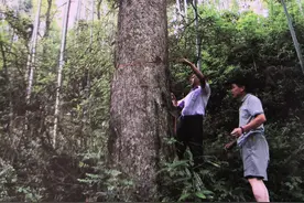 行走的方言——“江西填湖广”、“湖广填四川”（十九）图片