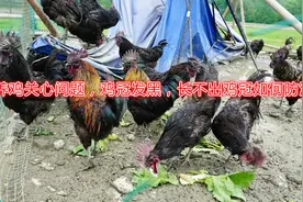养殖户关心的问题:养鸡常见的鸡冠发黑，长不出鸡冠如何防治视频封面