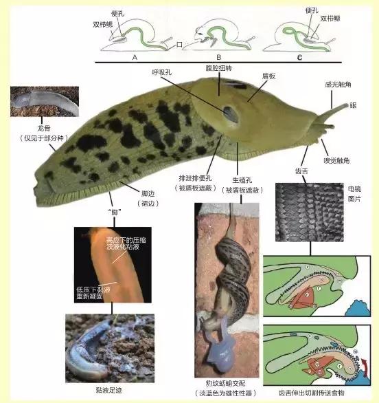 蛞蝓是什么动物 蛞蝓是什么动物图片
