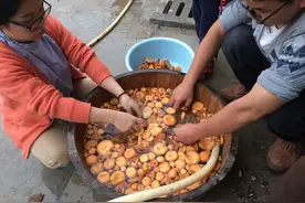 松树菌：一种天然名贵的野生食用菌，名副其实的山珍美味图片