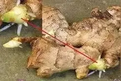 切块生姜放水里，7天发芽，3个月结出一桶姜，生姜是这么种的图片