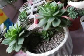 多肉植物穿裙子了怎么办？教你一招，长成老桩，美极了！图片