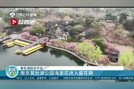 春色满园关不住 南京莫愁湖公园海棠花进入盛花期图片