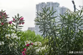 洛阳：洛浦公园一路花开 美不胜收！约吧？图片