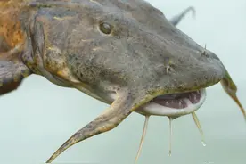 湄公河：不仅凶猛淡水鱼类多，还有个特殊的“伸缩胃”-洞里萨湖图片