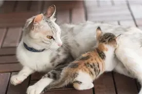 母猫生下幼崽后经常会残忍吃掉，可能因为这几个原因图片