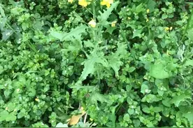 这草药，既可治乌发，又可治阑尾炎，还可治尿路感染图片