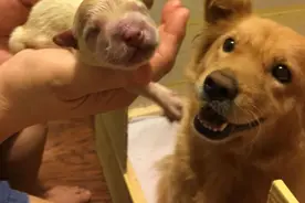 一群狗妈妈和自己孩子的照片，画面暖化了图片