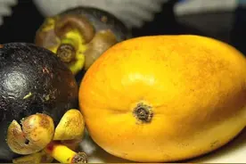 芒果和山竹的英语单词很接近，它们之间有关系？孩子一起吃行吗？图片