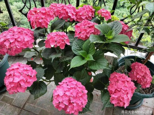 贝拉小蜜蜂草本身体乳