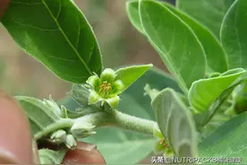 印度人参是一种帮助睡眠、舒缓压力的草本植物图片