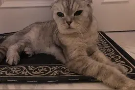 周扬青：“请不要饲养折耳猫…”图片