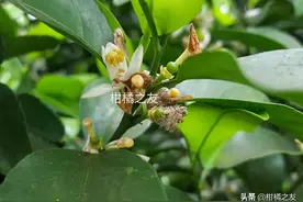 别等大量花皮果，才意识到防治柑橘灰霉病的重要图片