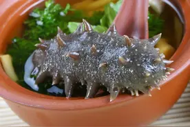 有关海参你不知道的神奇之处图片