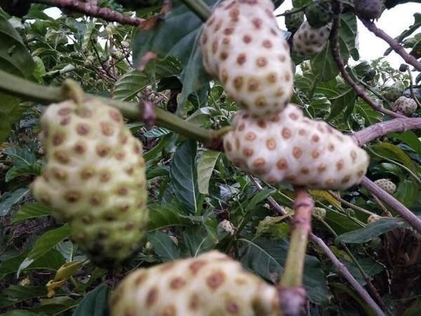 海南农业领军企业---东方嘉品源农业科技开发有限公司