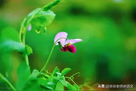 广东省2021-2022学年高三8月阶段性质量检测语文试题及参考答案图片