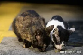 你会投喂流浪猫、流浪狗吗？拒绝冲动的爱心，远离后悔的伤痛图片