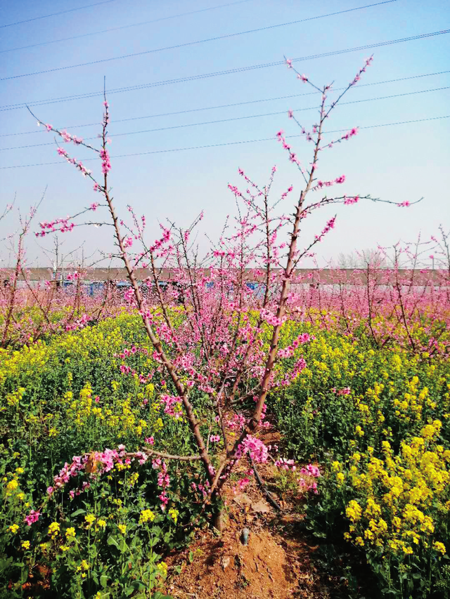 桃树Y字树形结构、整形要点及栽培技术
