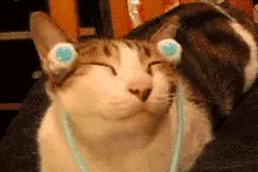 搞笑GIF图：有一只爱撒娇的猫，是个什么体验图片