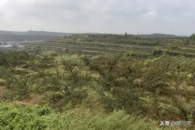 晋南农村，农忙时节摘花椒，全家六口齐上阵，妹妹喂哥哥吃蛋糕图片