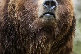 八百斤巨熊，曾经称霸吉林市朱雀山。老猎人“杜炮”亲手猎获图片