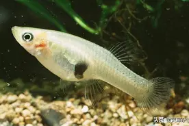 舍友的龟粮竟是最强入侵物种？它们每天能吃掉两千只蚊子图片