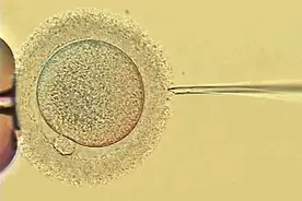 胚胎移植后的每一天会发生哪些变化？图片