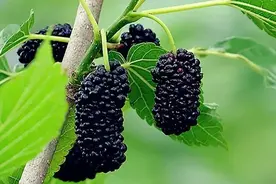 桑葚别直接水洗，学会“妙招”，虫卵杂质通通跑光，吃着更健康图片