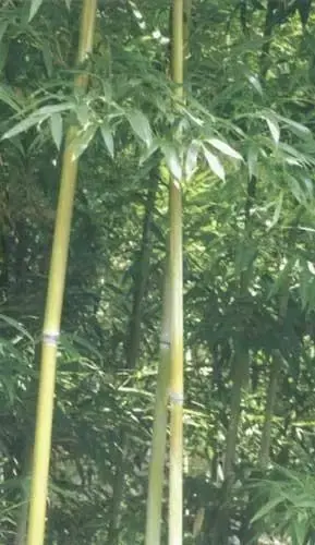 竹子有26种，详解，配图