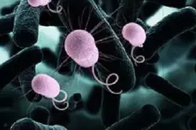 抗生素：“二战”中最伟大的发明之一图片