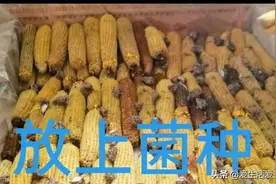 玉米芯如何变废为宝？方法简单，利润高，建议收藏！图片