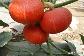 南瓜幼果变黄脱落：慎选品种、勤浇水、定期撒灰驱虫图片